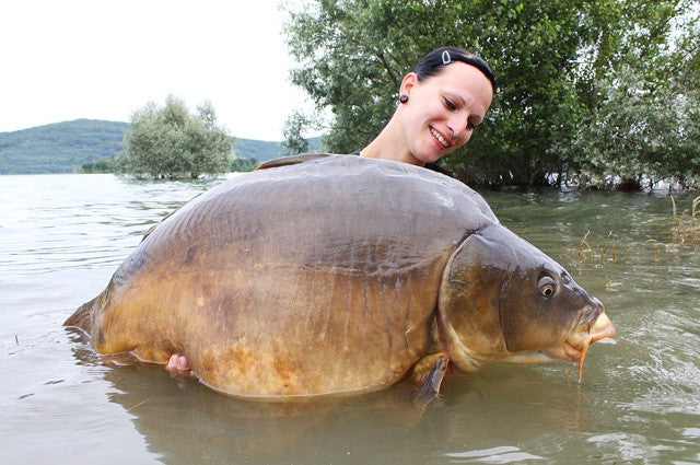 Carica immagine in Galleria Viewer, Ib Carptrack Big Fish Boilie