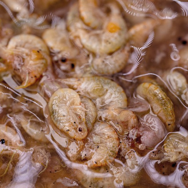 Carica immagine in Galleria Viewer, Kevin Nash Brine Shrimp & Gammarus