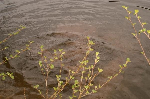 Chargez l'image dans la visionneuse de la galerie, Ib Carptrack Concentrato Di Squid/Liver