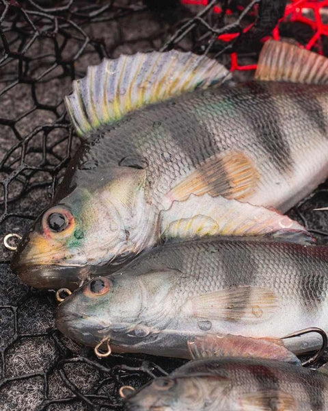 Carica immagine in Galleria Viewer, Fox Rage Ultra-Realistic Perch Replicant