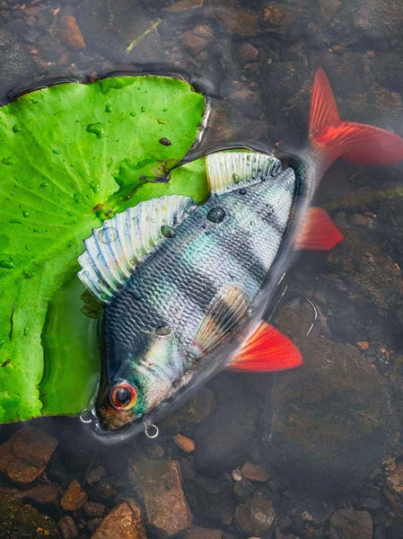 Carica immagine in Galleria Viewer, Fox Rage Ultra-Realistic Perch Replicant
