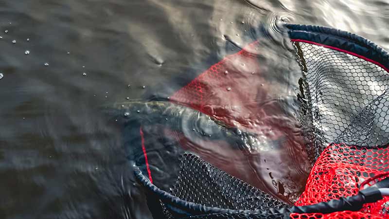 Carica immagine in Galleria Viewer, Fox Rage Speedflow Landing Nets