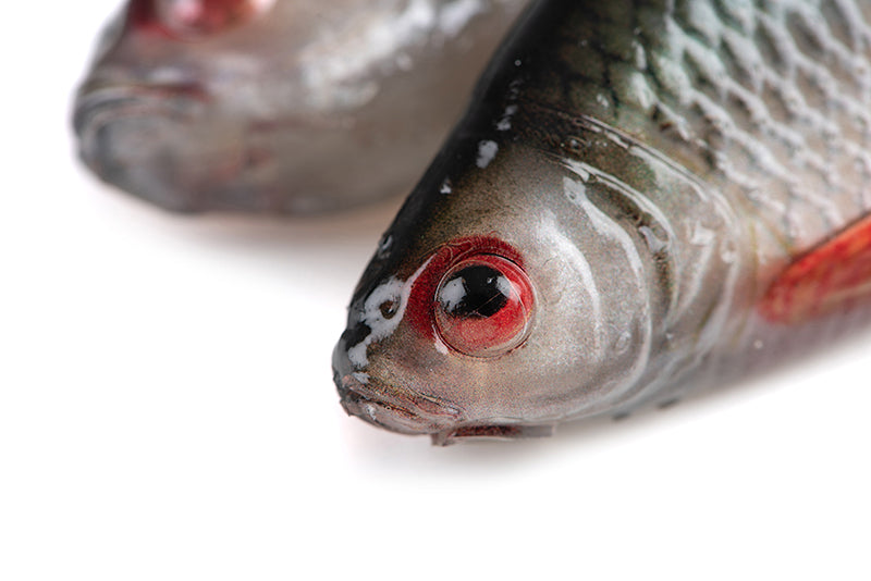 Carica immagine in Galleria Viewer, Fox Rage Ultra Realistic Replicant Roach 14cm