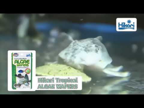 Carica e riproduci video in Gallery Viewer, Hikari Algae Wafers - Wafer per Plecostomus e Pesci Mangiatori di Alghe