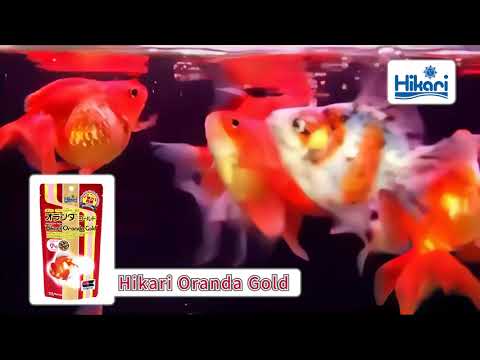Carica e riproduci video in Gallery Viewer, Hikari Oranda Gold - Mangime Premium per Pesci Rossi di Pregio