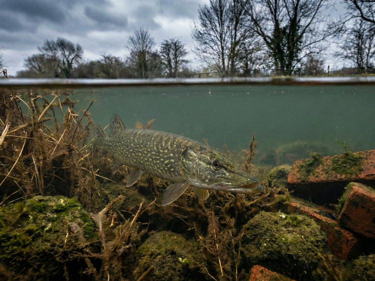 Recupero e Mantenimento Catture Spinning e Predatori