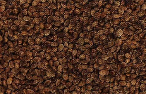 Canapa Secca