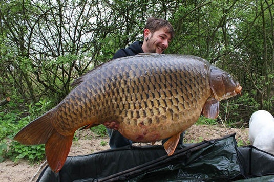 IB Carptrack Worm Up Mix