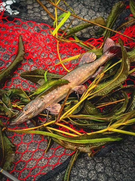 Carica immagine in Galleria Viewer, Fox Rage Ultra-Realistic Pike Replicant
