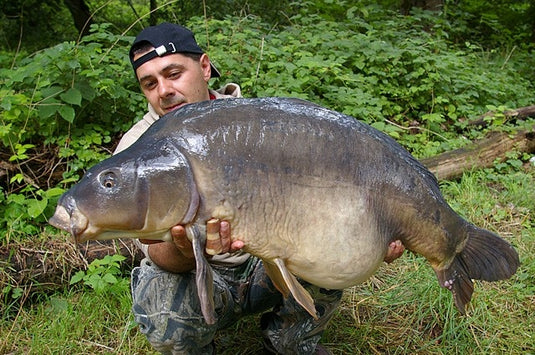 Ib Carptrack Banana Boilie