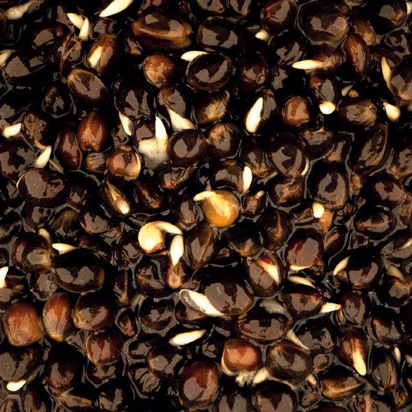 Carica immagine in Galleria Viewer, Kevin Nash Oily Hemp
