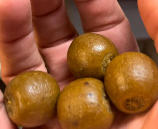 Ib Carptrack Lpp Boilies