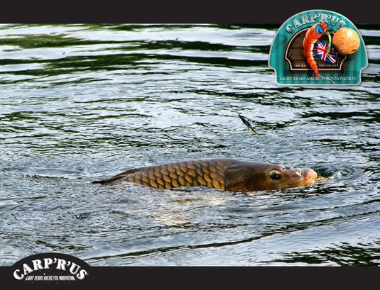 Carp'r'us Snag Clips
