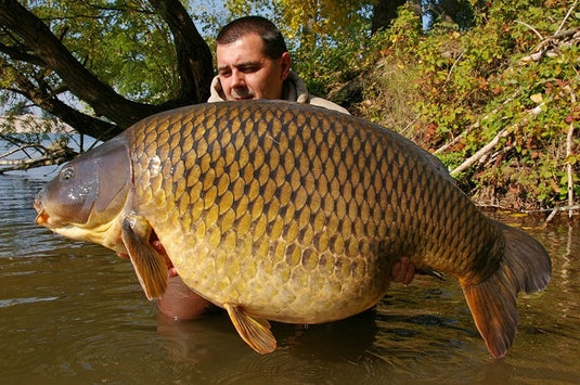 Ib Carptrack Big Fish Boilie