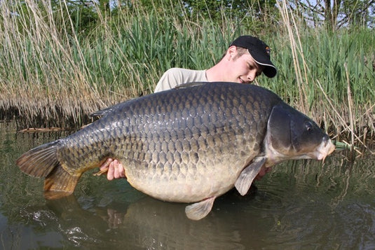 Ib Carptrack Concentrato Di Squid/Liver