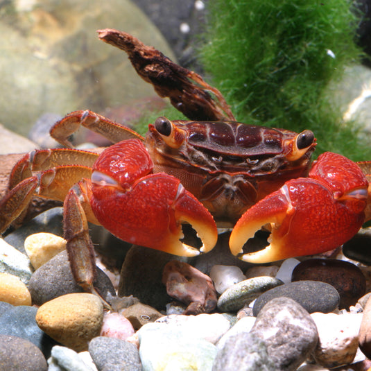 JBL ProNovo Crabs Wafer M - Mangime per Crostacei e Gamberetti