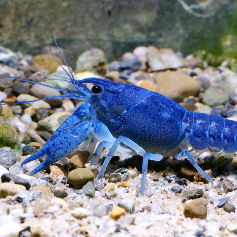 Laden Sie das Bild in Galerie -Viewer, JBL ProNovo Crabs Wafer M - Mangime per Crostacei e Gamberetti
