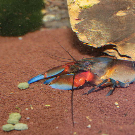 JBL ProNovo Crabs Wafer M - Mangime per Crostacei e Gamberetti