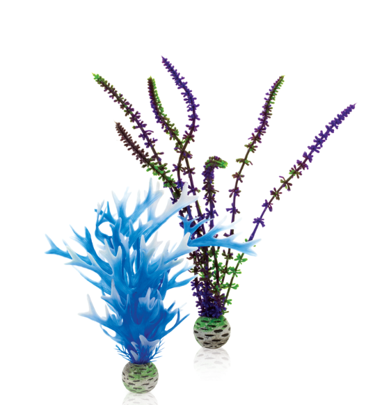 biOrb Kit Piante M Blu e Porpora