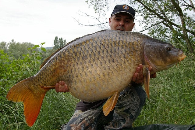 Carica immagine in Galleria Viewer, Ib Carptrack Monster/Liver Boilie
