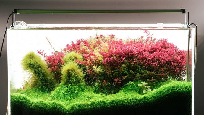 Chihiros Led Background White