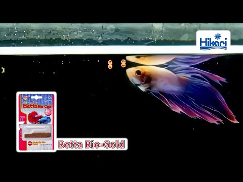 Carica e riproduci video in Gallery Viewer, Hikari Betta Bio-Gold - Mangime Premium per Betta
