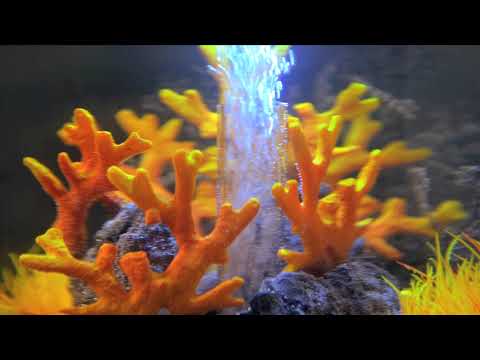 Carica e riproduci video in Gallery Viewer, biOrb Tube 30 bianco

