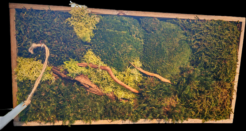 Laden Sie das Bild in Galerie -Viewer, Terra Viva Design Quadro Rettangolo 30×40 con muschio stabilizzato
