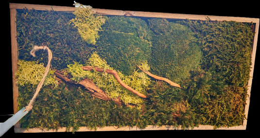 Terra Viva Design Quadro Rettangolo 30×40 con muschio stabilizzato